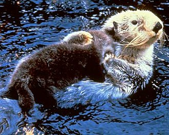 美國加州蒙特雷灣水族館替 8 隻海獺施打新冠疫苗。   圖 : 翻攝自維基百科