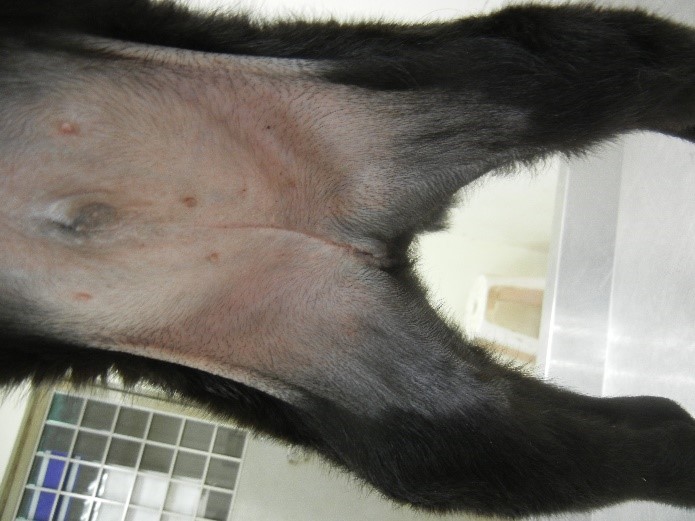 小黑被認養後,經獸醫追蹤,術後傷口癒合良好。 圖:新北市動保處提供