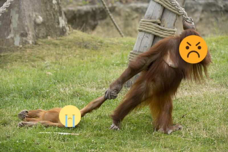 比利時一間動物園裡的小猩猩因為貪玩不想回家，母猩猩只好將牠「直接拖走」。   圖：翻攝自Caters News/Koen Hartkamp