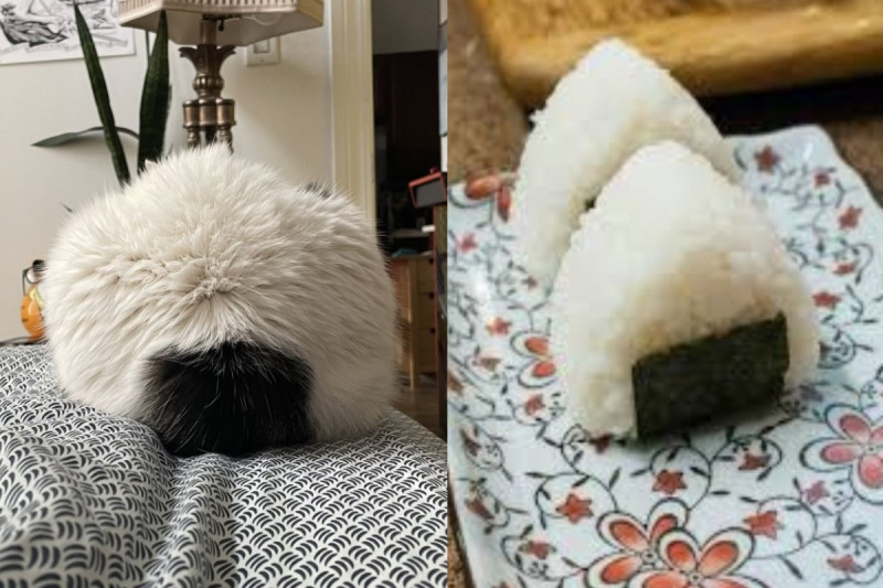 美國一名網友的貓日前變身「飯糰貓」。   圖：翻攝自twitter帳號MarioPrime