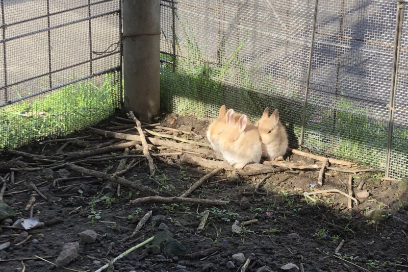 兔兔堅持要曬太陽到最後一刻，全跟著餘暉窩在小角落。   圖：翻攝自Twitter：ohgoodraiding