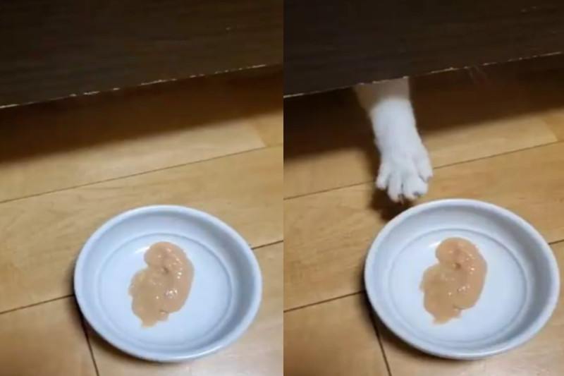 日本一隻貓咪躲在床底下，與飼主互相拉扯肉泥碗盤。   圖：翻攝自twitter帳號xoxo_jillk