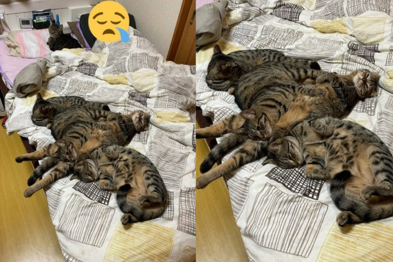 日本一名推主準備睡覺時，發現床被一群虎斑貓霸占了！   圖／twitter帳號tomeji1106