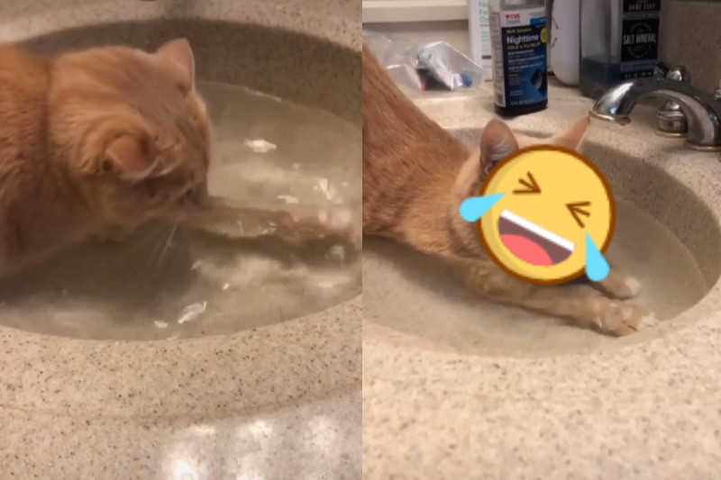 美國一隻橘貓玩水時喜歡順便「喝貓湯」！   圖／IG帳號lily_the_catdog