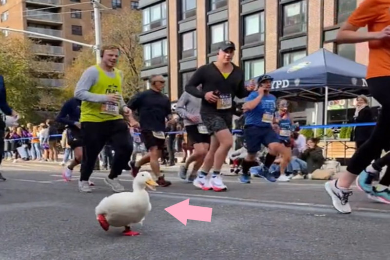 日前紐約馬拉松比賽上，竟然出現一隻穿著小紅鞋的鴨子與選手們一起奔跑！   圖：翻攝自tiktok帳號uni_mugi_hachi