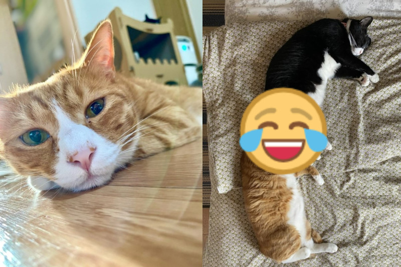 日本一隻橘貓睡覺時將臉埋在同伴的某一部位逗笑網友。   圖：翻攝自twitter帳號sunnuko