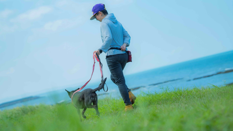 經過訓犬師引導犬隻穩定的與人腳旁伴行不暴衝。   圖：新北市動保處提供