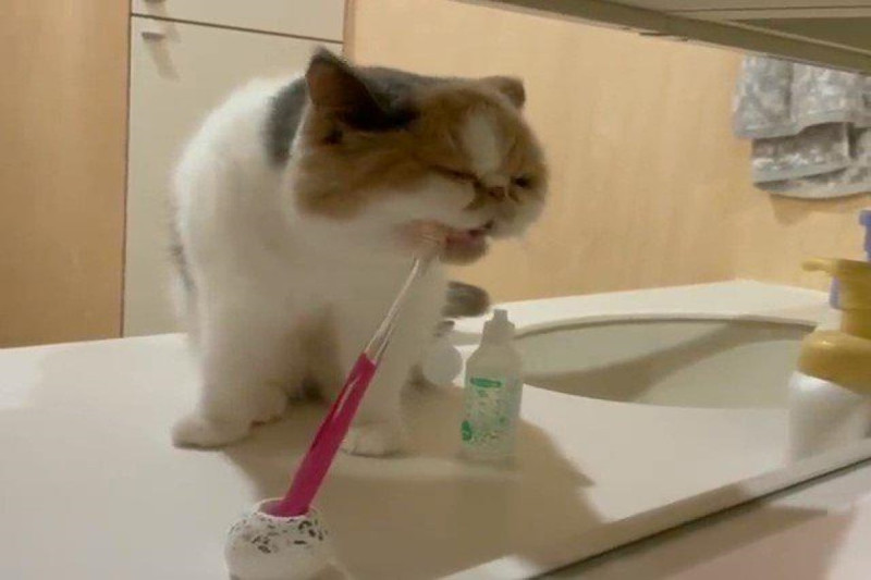 日本一隻貓咪自己跳上洗手台「刷牙」！   圖：翻攝自twitter帳號shumai_harumaki