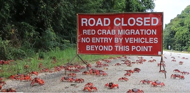 聖誕島的居民因大量紅蟹橫穿馬路，無法離開社區。   圖:翻攝自澳洲國家公園推特(@Parks_Australia)