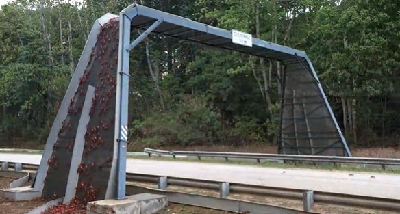 澳洲為紅蟹遷徙設立了專用陸橋和圍欄。   圖:翻攝自澳洲國家公園推特(@Parks_Australia)