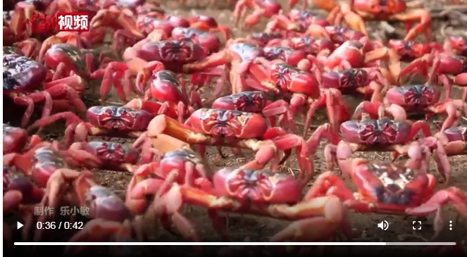 澳洲「聖誕島」( Christmas Island ) 超過 5000 萬隻紅蟹從島上居住的叢林地洞成群移動到海岸繁衍後代。   圖 : 翻攝自中新網