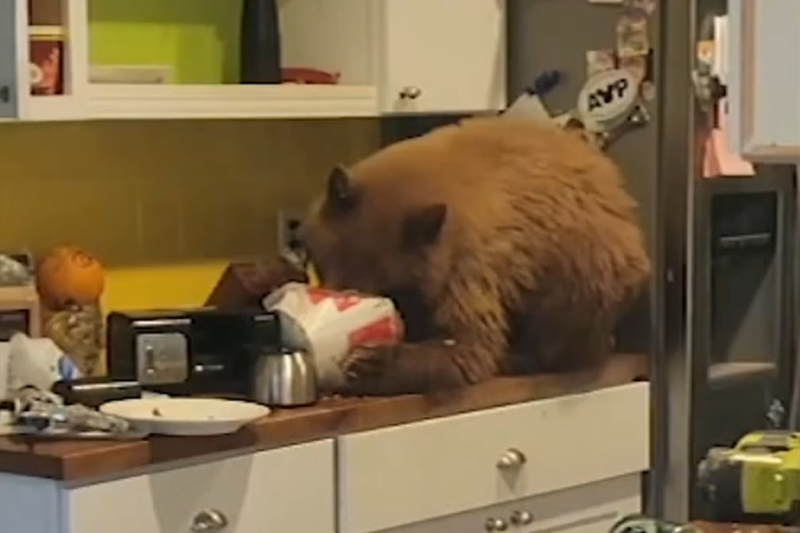 熊熊闖空門就為了吃這桶肯德基，加州男子回家後看到瞬間傻眼：到底多好吃？   圖：翻攝自ABCNews