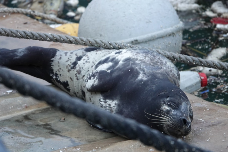民眾通報新北市動保處救援海豹。   圖：新北市動保處提供