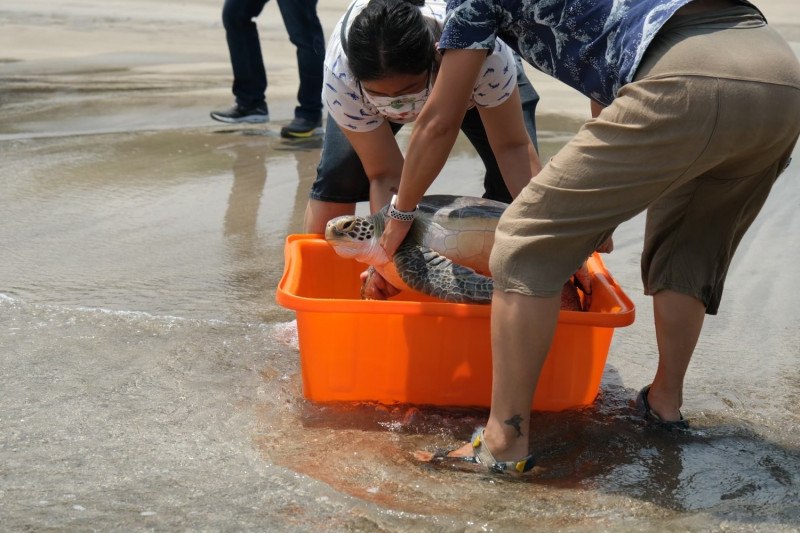 新北動保處援救海龜並放回大海。   圖：新北市動保處提供