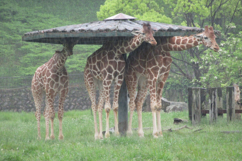 日本「安佐動物公園」發布的一張長頸鹿躲雨照引起網友熱烈討論。   圖：翻攝自推特帳號asa_zoo