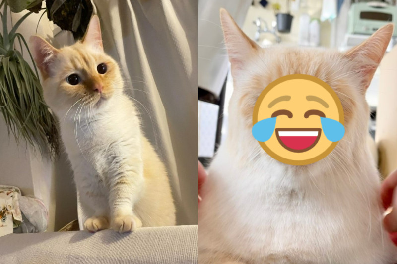 日本一隻萌貓被奴才臉部按摩後竟然變成「老人貓」。   圖：翻攝自推特帳號basteto3