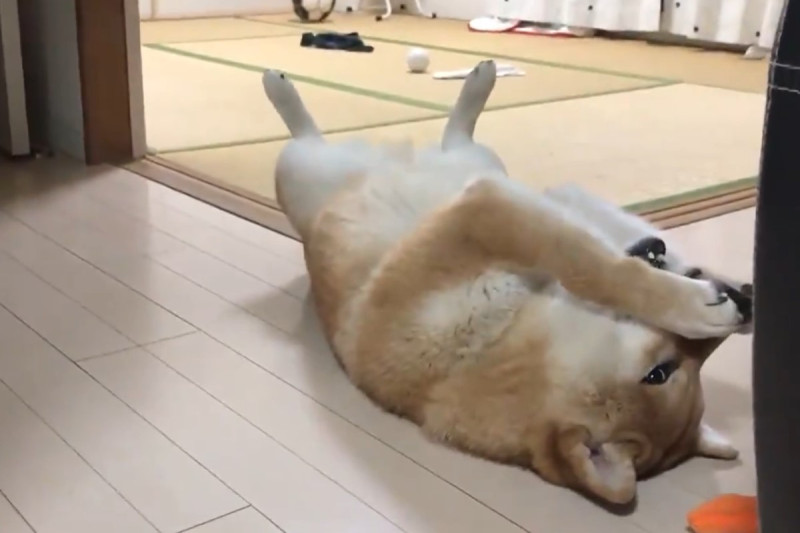 日本一隻柴犬因為太快吃完飼料而浮誇地表現懊悔！   圖：翻攝自twitter帳號Shibamugi28