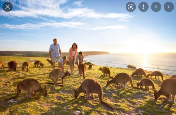 澳洲的一個城市因為修路受到袋鼠阻撓，計畫要射殺 300 多隻袋鼠。(示意圖)   圖 : 翻攝自澳洲旅遊局