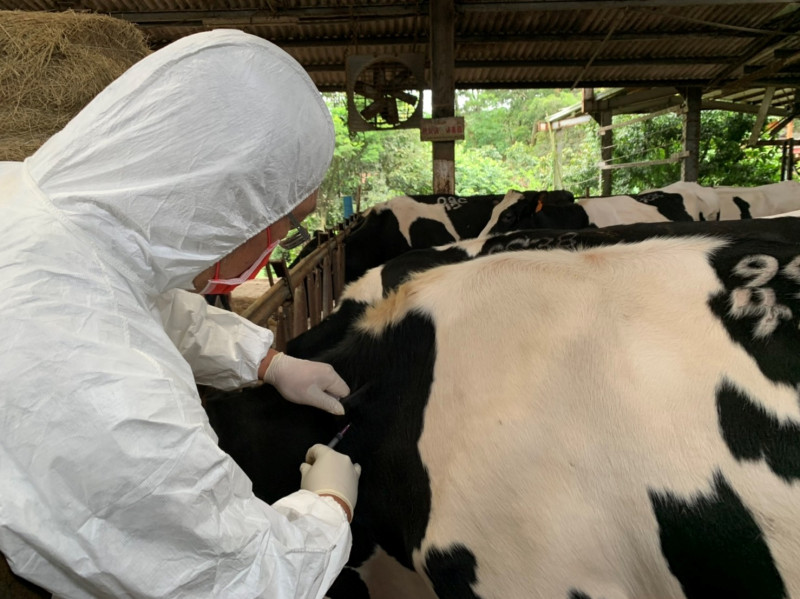 獸醫師施行牛結節疹疫苗注射。    圖：新北市動保處提供
