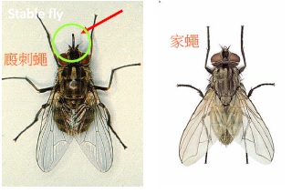 廄刺蠅比普通家蠅小具有吸血用口針。   圖：新北市動保處提供