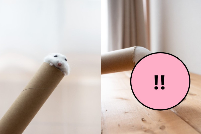 日本一隻寵物鼠喜歡鑽紙筒，身體相當軟Q！   圖：翻攝自推特帳號gsm_iham2