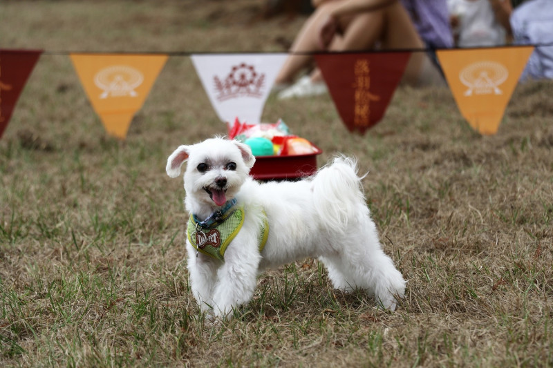 落羽松秘境今年將舉辦狗狗聖誕節趣味活動。   麗寶樂園/提供