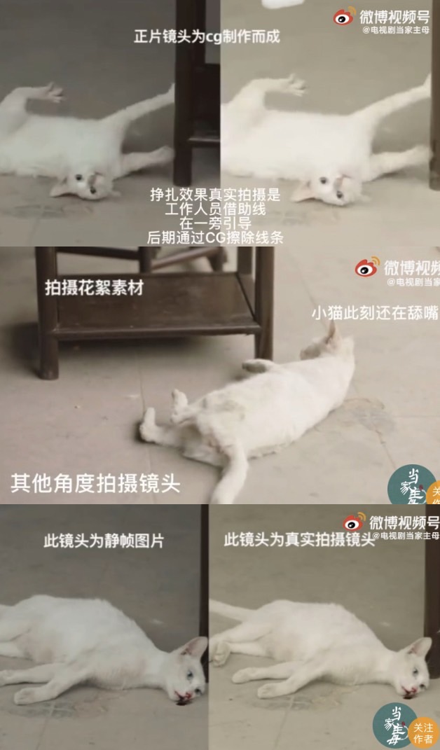 中國劇《當家主母》被質疑毒死演員貓。   圖：翻攝自微博