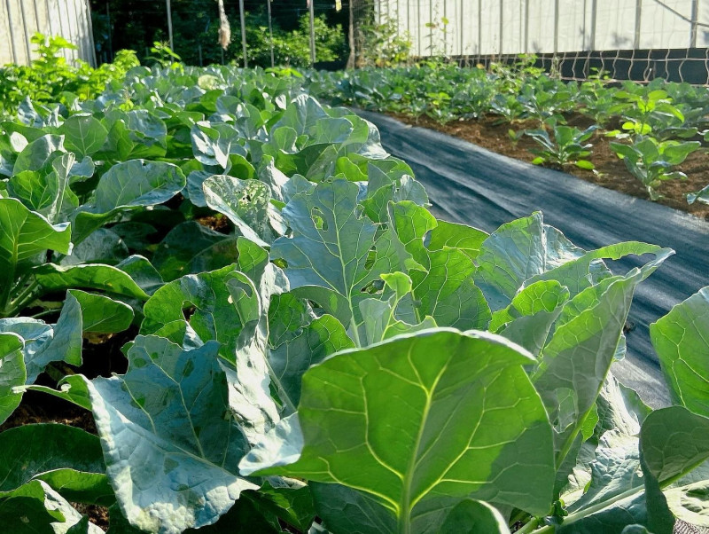 牛埔有機農場新鮮蔬菜。   圖：新北市農業局提供