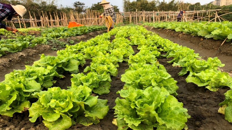Lipahak三峽野菜園區產地直送新鮮，部落媽媽栽種無毒蔬菜。   圖：新北市原民局提供