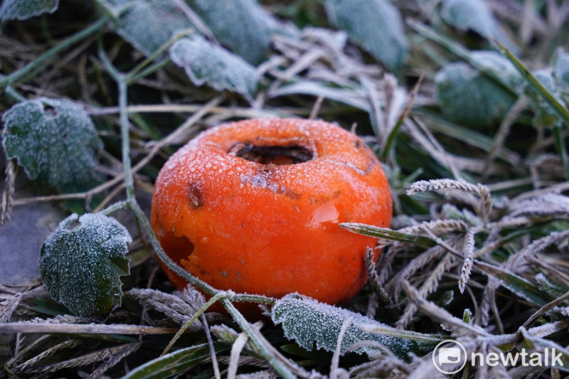 現在正是梨山甜柿盛產期，一顆掉落被鳥吃掉一大洞的甜柿也被白霜包覆。   圖：張良一/攝