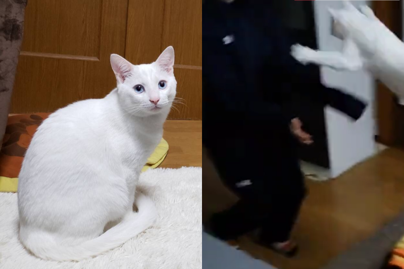 飼主回到家，白貓立刻衝入懷中歡迎，網友看了都羨慕：「別人家的貓！」   圖：翻攝自Twitter：Tetochannel0523