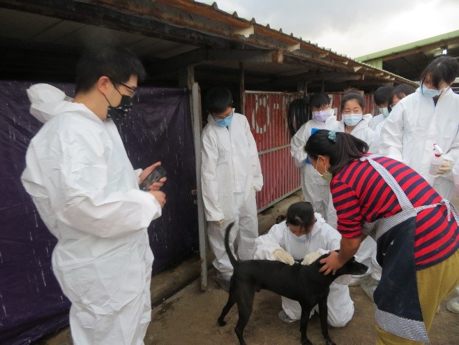 台大獸醫學院團隊協助民間收容所內犬隻施打狂犬病疫苗、植晶片。   圖：新北市動保處提供