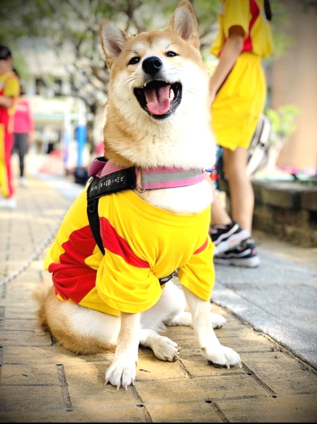第2名為自強國小校犬「萌萌」，穿著運動服陪伴同學上課的萌樣。   圖：新北市動保處提供