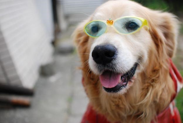 第6名為鶯歌商工「布希」是黃金獵犬，於12歲過世，學校特別整理一個牠長眠的專屬花園，讓全校師生追思，也提供學生最佳的生命教育教材。   圖：新北市動保處提供