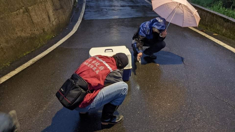 野放前一刻，本處人員與猛禽會人員確認鳥隻狀況。   圖：新北市動保處提供