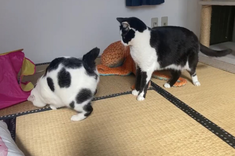 日本一隻網紅貓日前與同伴玩耍時，竟然以屁屁對人！   圖：翻攝自twitter帳號muddycat_atami