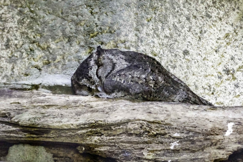 北市動物園公開動物們的怪奇睡姿，貓頭鷹睡到被關心、鱷魚口水掉下來。   圖：臺北市立動物園／提供