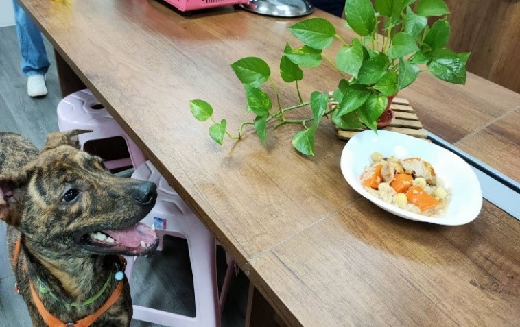 斑斑垂涎三尺的看著江小姐煮好的「福圓安神燉雞腿」料理。   圖：新北市動保處提供