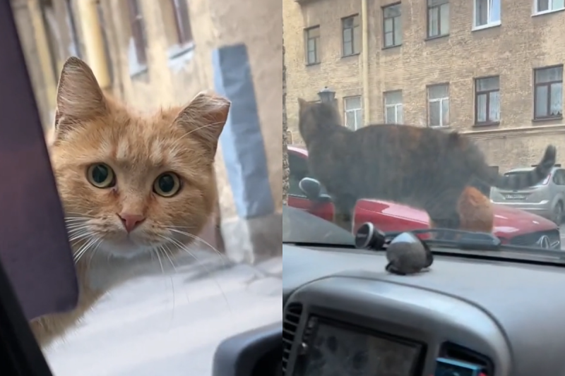 男子開車突然遇到雙貓搶匪，兩隻眼神都兇狠瞪人：「還不把罐罐拿來？」   圖／TiKTok：avaddone