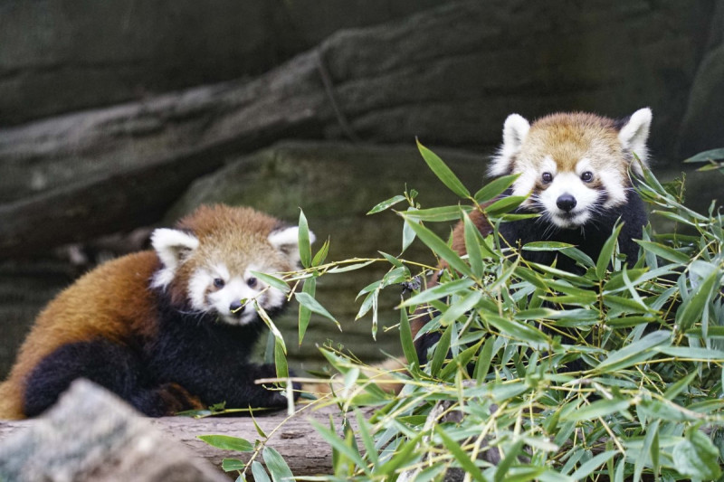 小貓熊在台北市立動物園初亮相，精力充沛玩超瘋，媽媽汗顏硬拖：「該回家休息啦！」   圖：台北市立動物園／授權提供