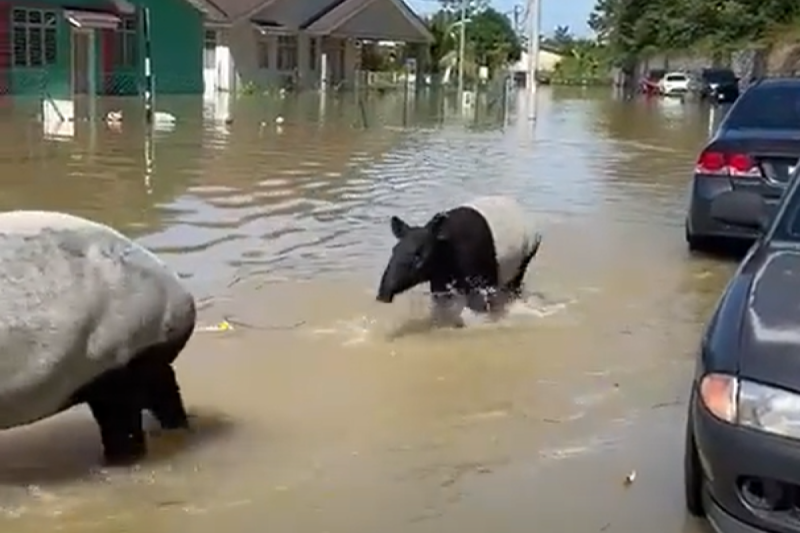 馬來西亞暴雨成災，洪水淹沒城市，馬來貘也在街道上倉皇奔走：「我的家也沒了！」    圖：翻攝自Twitter：changing_shade