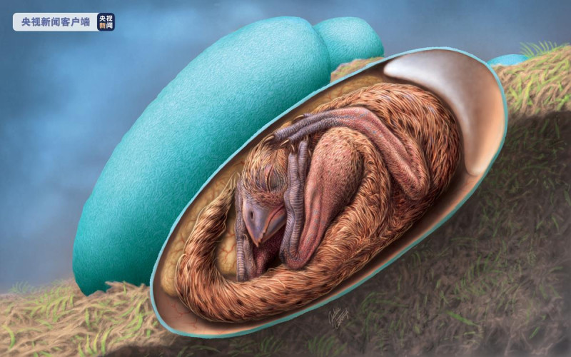 最完整恐龍胚胎「英良貝貝」的透視模擬圖。   圖 : 翻攝自央視