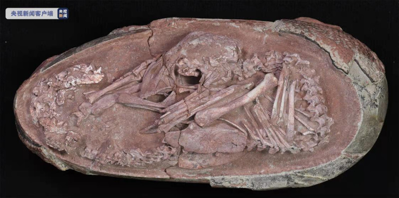 最完整恐龍胚胎「英良貝貝」的化石。   圖 : 翻攝自央視