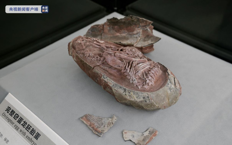 最完整恐龍胚胎「英良貝貝」目前館藏于福建省英良石材自然歷史博物館。   圖 : 翻攝自央視