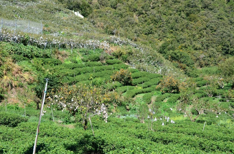 「甜滋滋茶柿」茶柿山以柿樹、茶葉共生，別具特色。   圖：洪勝雄提供