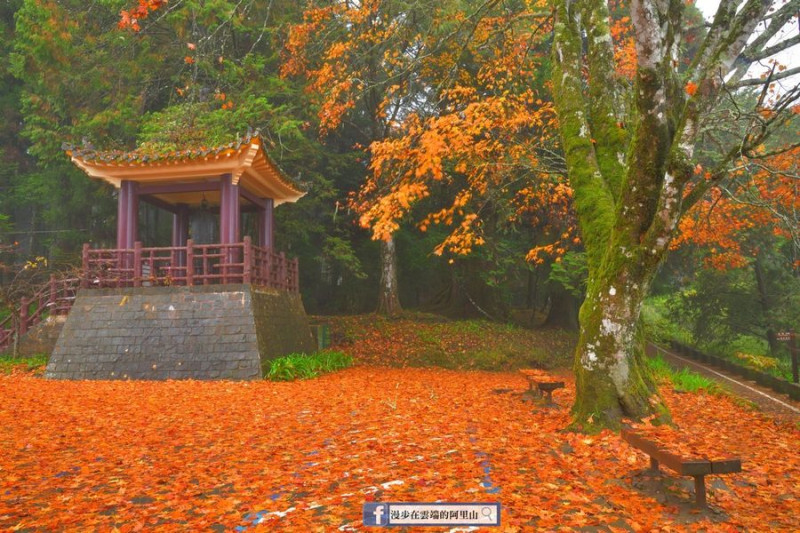 阿里山對紫雲寺的紅葉地毯。   圖：漫步在雲端的阿里山／提供