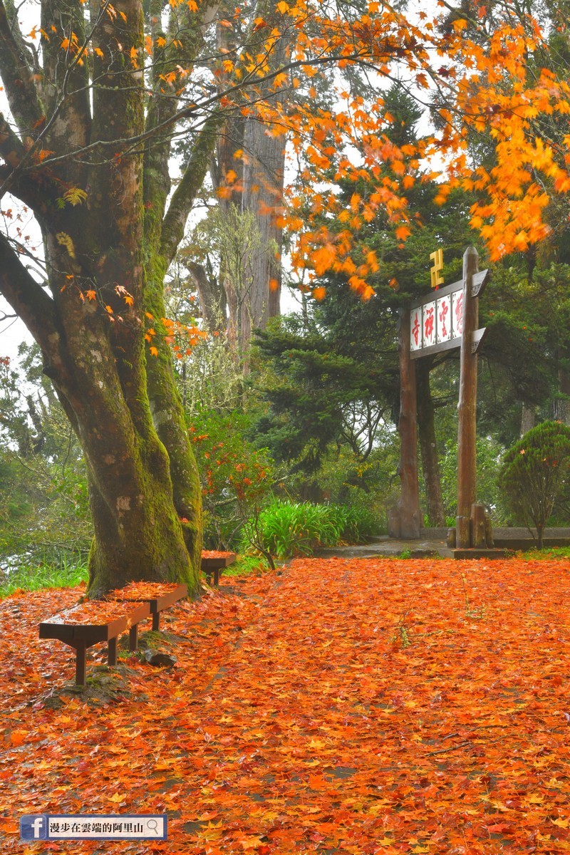 楓葉飄落在地成橘紅色地毯。   圖：漫步在雲端的阿里山／提供