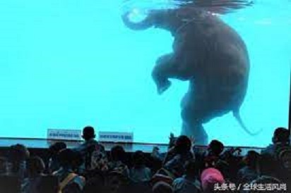 曼谷東南部的 Khao Kheow 動物園舉辦了大象游泳展引發爭論，因為它被批評為虐待和剝削動物。   圖 : 翻攝自頭條號/ 全球生活