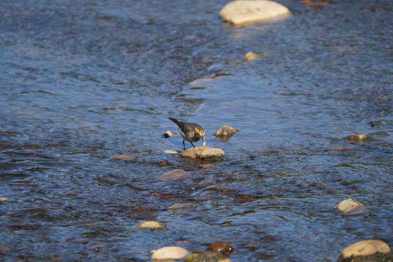 水鳥黃鶺鴒在水仙溪河道內捕食。   圖：新北市水利局提供