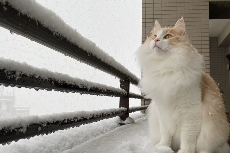 日本大雪紛飛，貓咪站在雪中飄仙氣，網友稱讚是「冬日小妖精！」   圖／Twitter：zuccherofugo